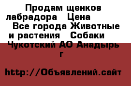 Продам щенков лабрадора › Цена ­ 20 000 - Все города Животные и растения » Собаки   . Чукотский АО,Анадырь г.